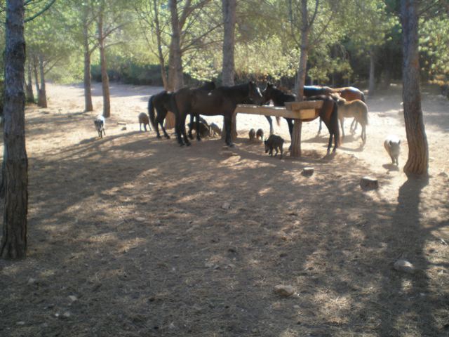 I cinghiali, diligenti, aspettano tra le gambe dei cavalli che qualcosa cada dall'alto per mangiarselo!
